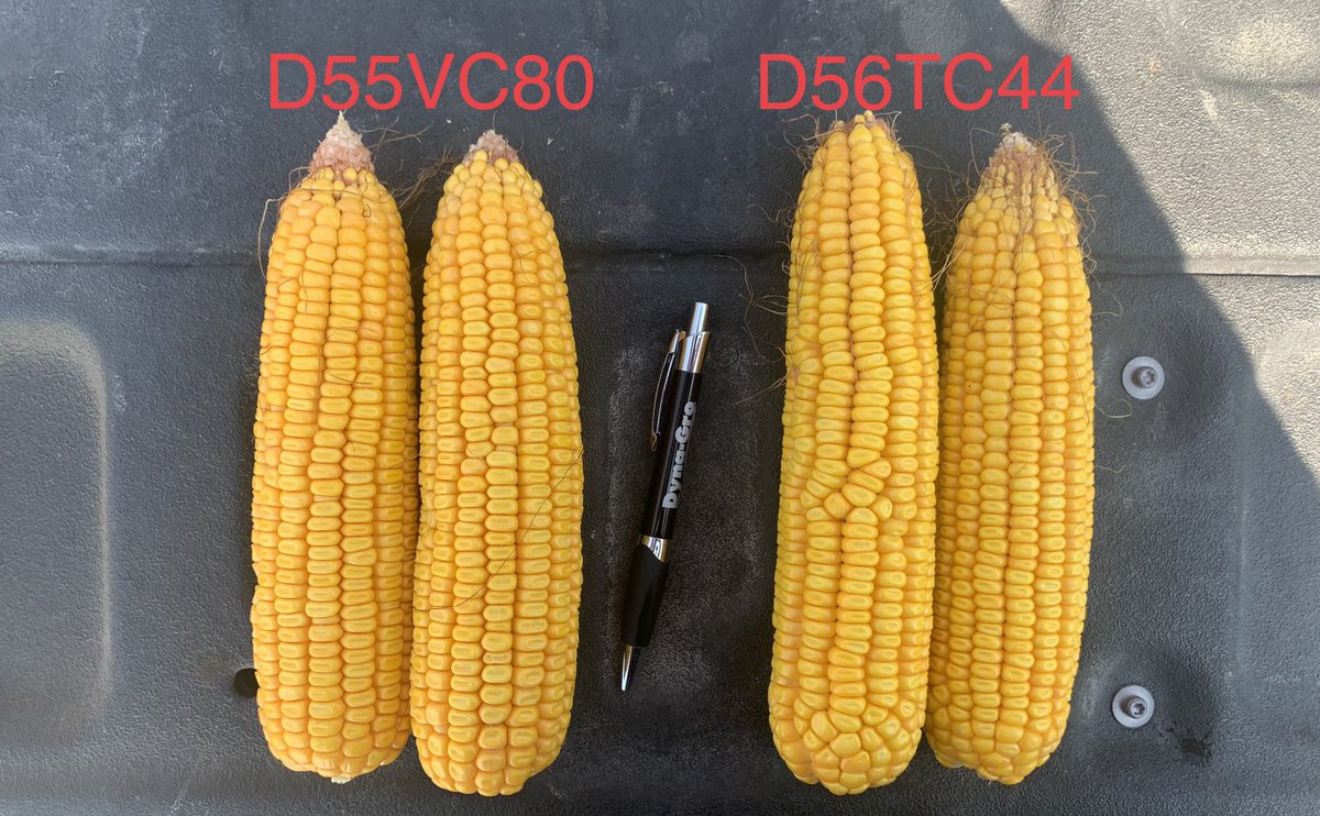 Dyna-Gro Seed, Cornbelt East tweet media
