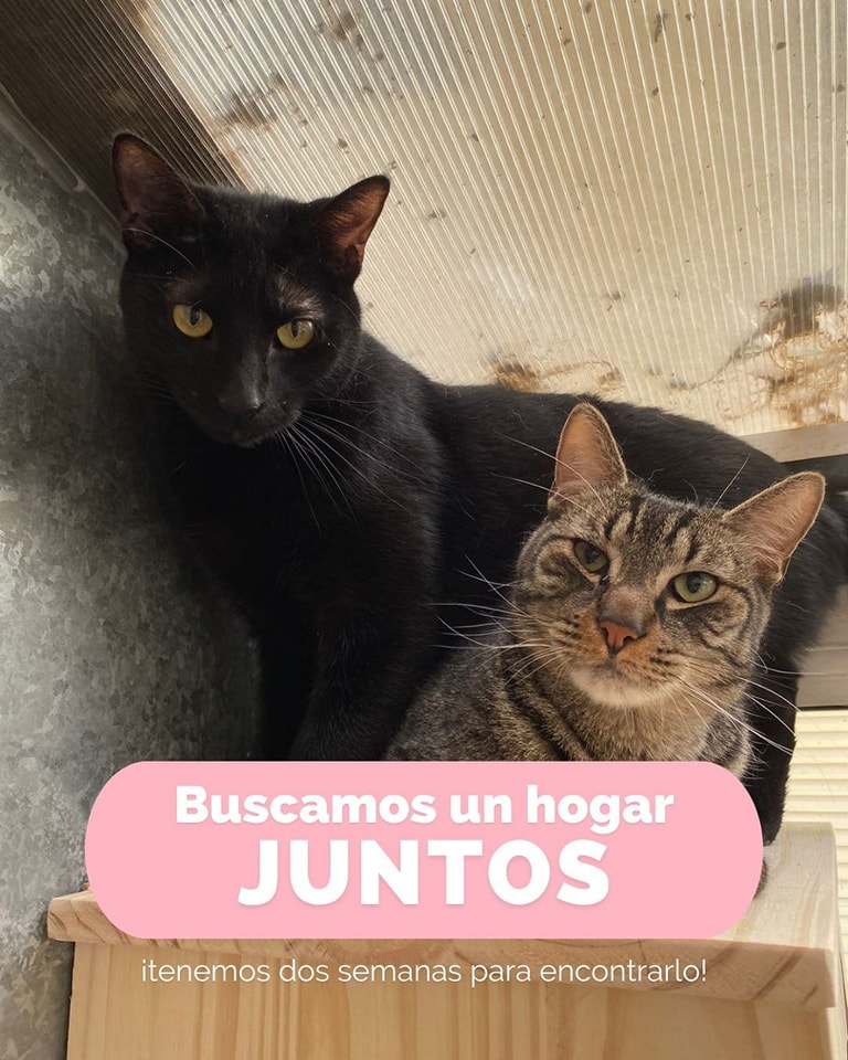 TURRÓN Y PIONONO TE NECESITAN 🥺🙏🏻
En diciembre del 2021 nos pedían ayuda por 5 gatitos de 3 meses y en navidad los recibíamos en el refu. 
Se notaba que no habían sido socializados porque tenían mucho miedo a los humanos.
Poco a poco nos fuimos ganando su confianza! (+)