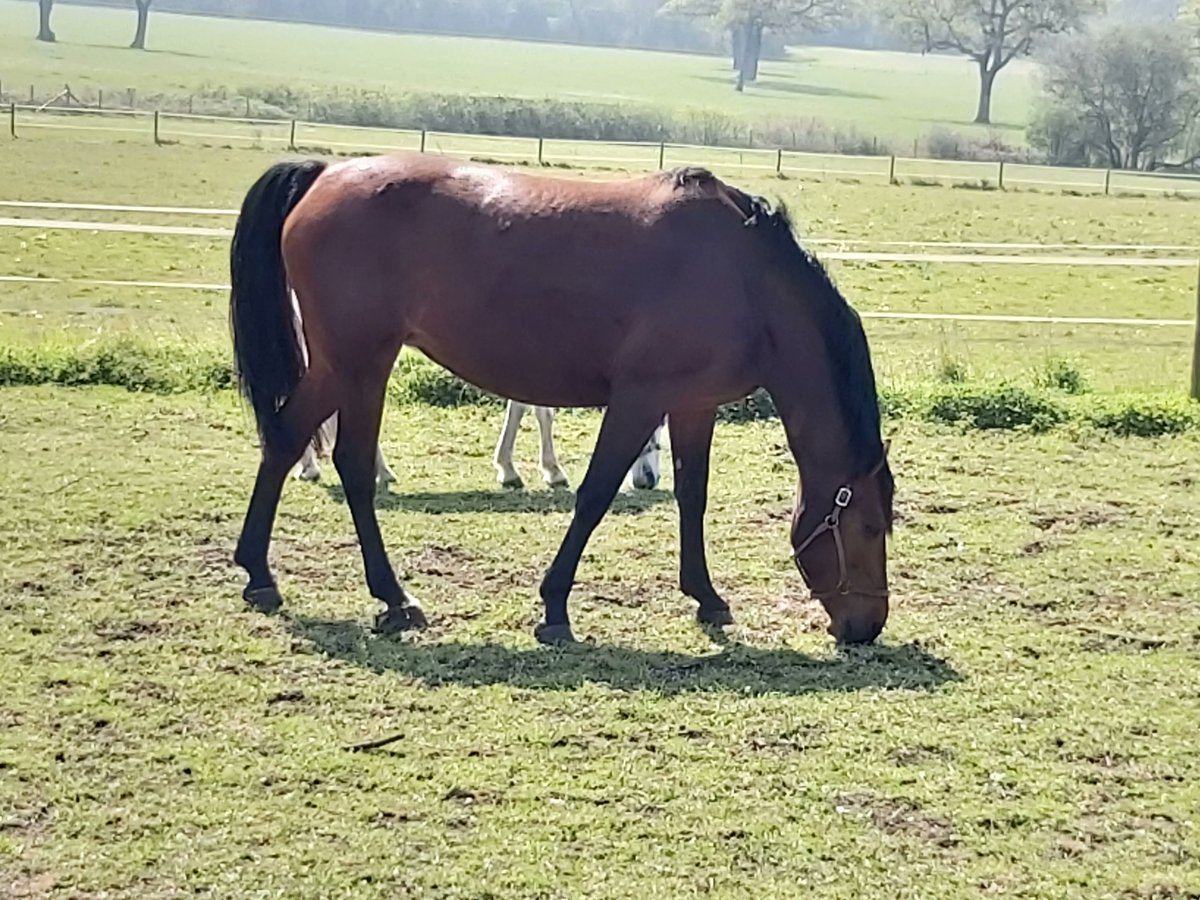 HorsesGuiding's tweet image. Guiding Horses provides #EquineAssistedTherapy resources, a form of therapy that uses horses to address your needs. It is a unique approach that helps people of all ages learn to manage stress, build relationships, and work through trauma. #EquineTherapy  buff.ly/2X1y4NX