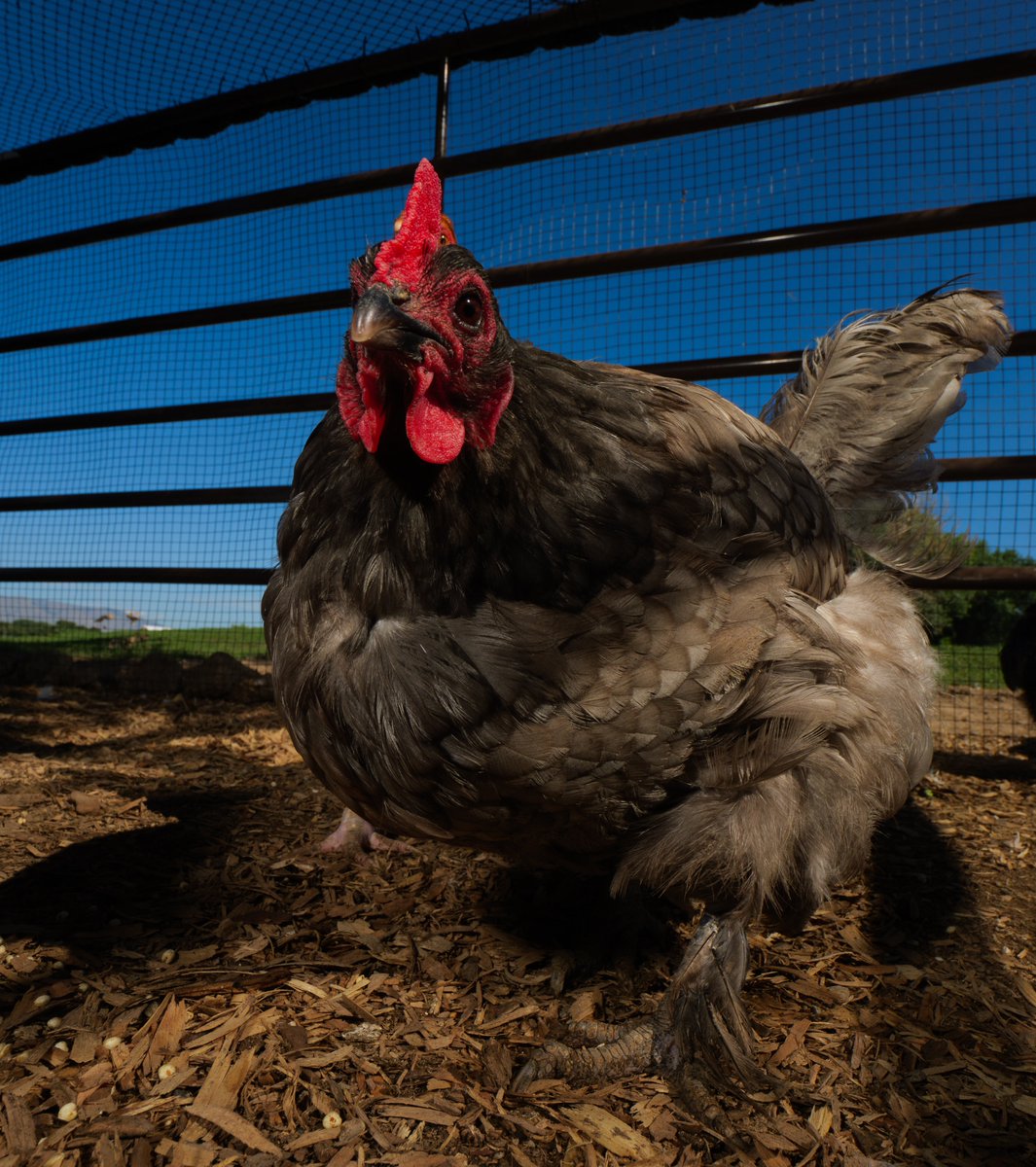 In the shade of summer's glee,
Fluffy chicken dreams, carefree.

(retweet to send a treat live.ourchickenlife.com)
