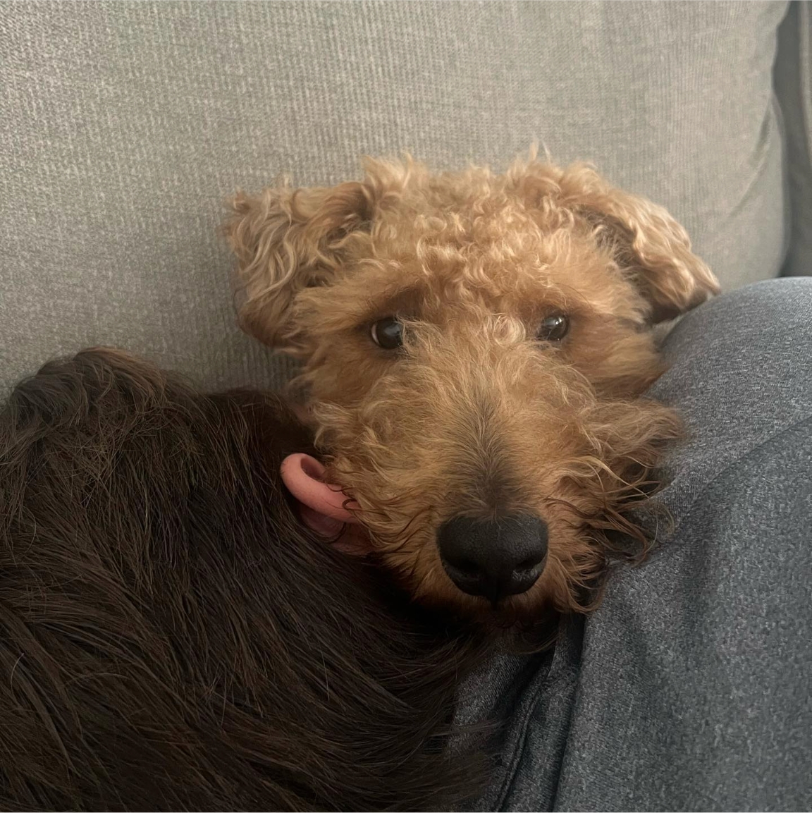atlantapetlife's tweet photo. Lunchtime snuggles: Because who needs sandwiches when you can have the best kind of 'sand-wishes' with your furry friend! ๐ฅช๐พ
๐ถNash
#LunchtimeSnuggles #FurryCuddleBuddy #SnackAttack #PetLove #CuddleBreak #PawsAndPlay #FurriendsForever #MiddayHugs https://t.co/jXkXOShOZ4