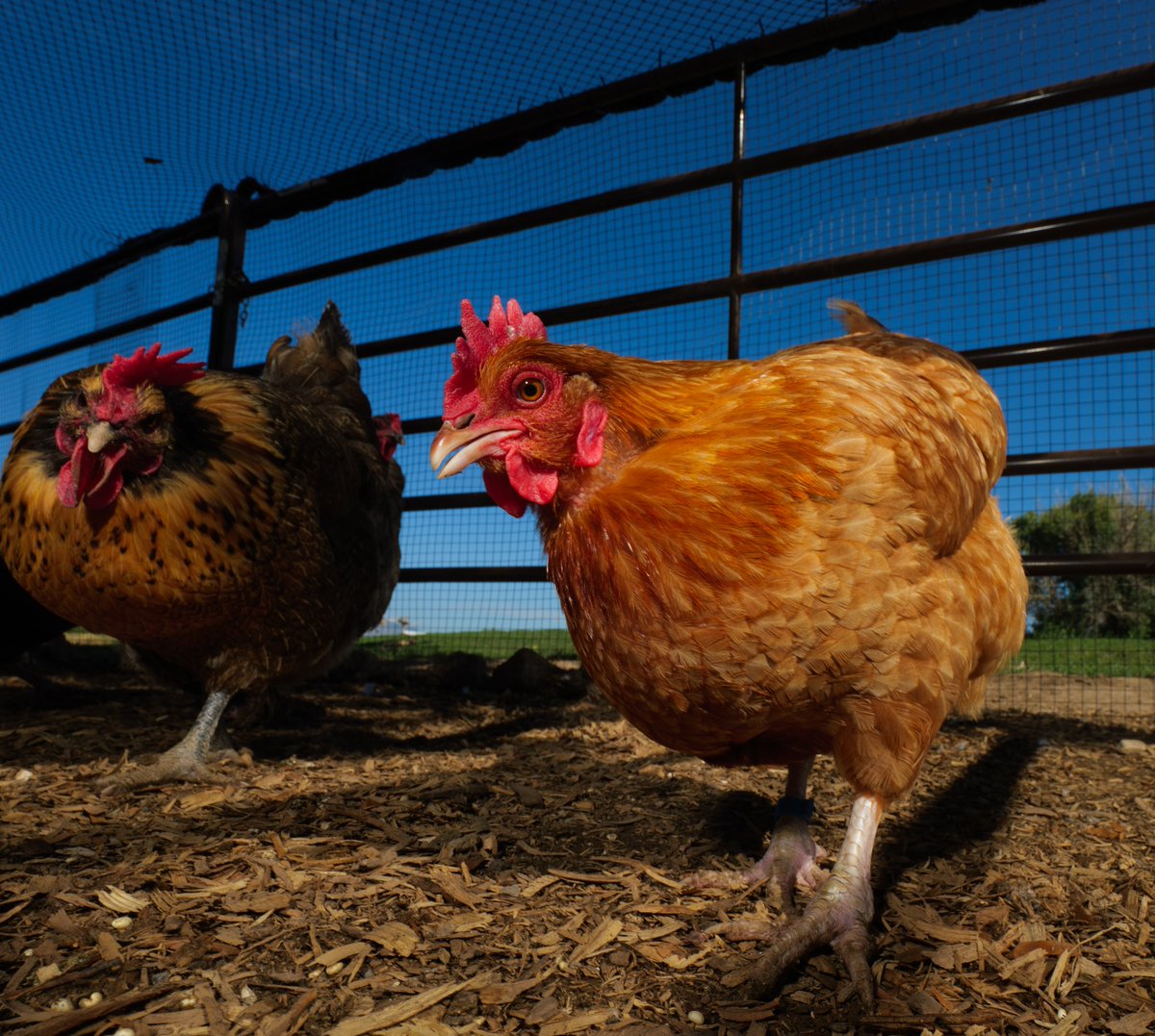 In summer's shade, two chickens play,
Waiting for snacks to come their way.

(retweet to send a snack live.ourchickenlife.com)