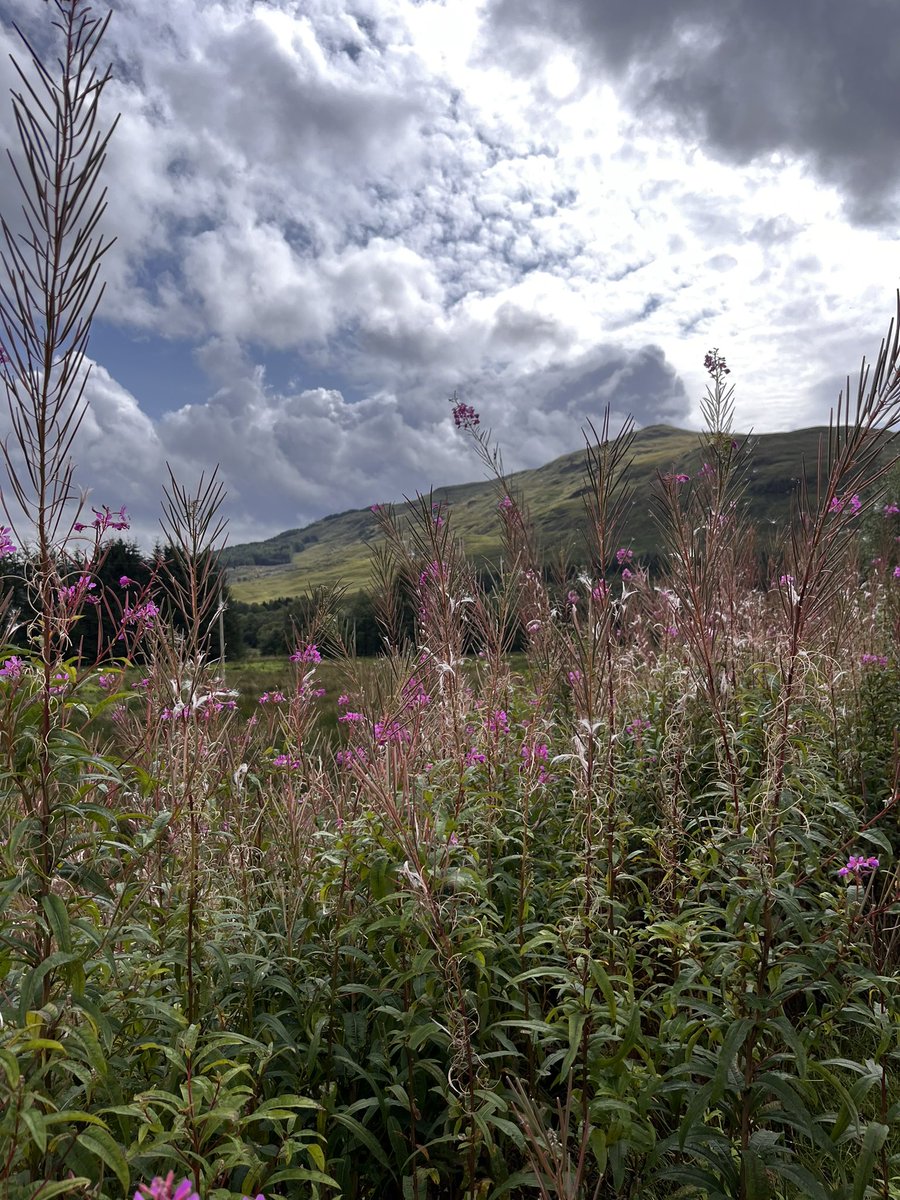 Paolita Lopez Marchetti (@paolys) on Twitter photo #WestHighlandWay Stage 4. ✅ from Inverarnan to Tyndrum. This was the best day until now ❤️ <a href="/official_whw/">West Highland Way Official</a> 27km for me 🏴🥃🫠 #WestHighlandWay Stage 4. ✅ from Inverarnan to Tyndrum. This was the best day until now ❤️ <a href="/official_whw/">West Highland Way Official</a> 27km for me 🏴🥃🫠
