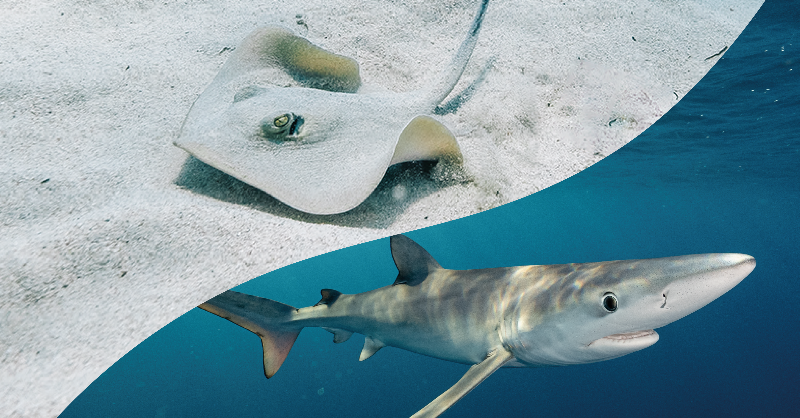 obsdelmar's tweet photo. La @IUCNShark ha reconocido el valor de 14 áreas costeras del litoral mediterráneo español como zonas de importancia para la conservación de tiburones y rayas (ISRA, por sus siglas en inglés de Important Shark and Ray Area).
Sigue el hilo para conocer más detalles 🧵⬇️