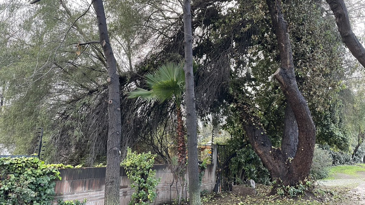 gonzilla's tweet photo. @Muni_LasCondes con quien me puedo contactar de la municipalidad para la tala de este árbol peligroso que se puede caer sobre mi casa? https://t.co/EPj7MRWJgG