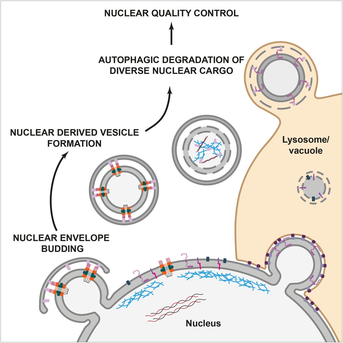 ✳️ New Review discussing the mechanisms of degradation of nuclear components across eukaryotes: #Autophagy as a caretaker of #nuclear integrity 🖊️ E.Boyle @EBoyle2499 & F. Wilfling @WilflingFlorian @WilflingLab @MPIbp ➡️ bit.ly/3KUz55Q #Atg39 #NuclearPoreComplex