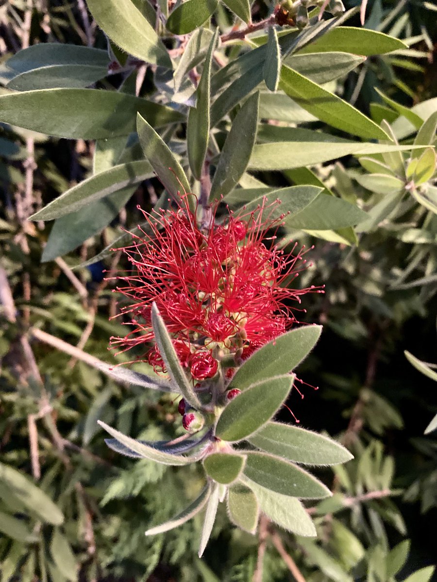 Bottlebrush. The name suits astonishingly well.. #nature #Greece