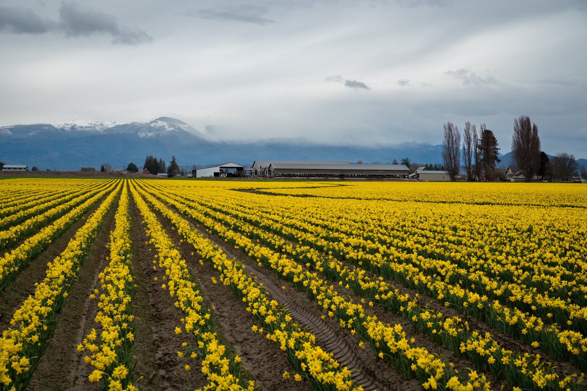s_d_sea's tweet photo. “Best Road Daffodils”

#ThrowbackThursday @PENTAXIAN #pentax #PentaxK1ii #pnw #wawx #SoNorthwest @ThePhotoHour @skagitcounty @ExploreWAState https://t.co/5A8dcPYl3t