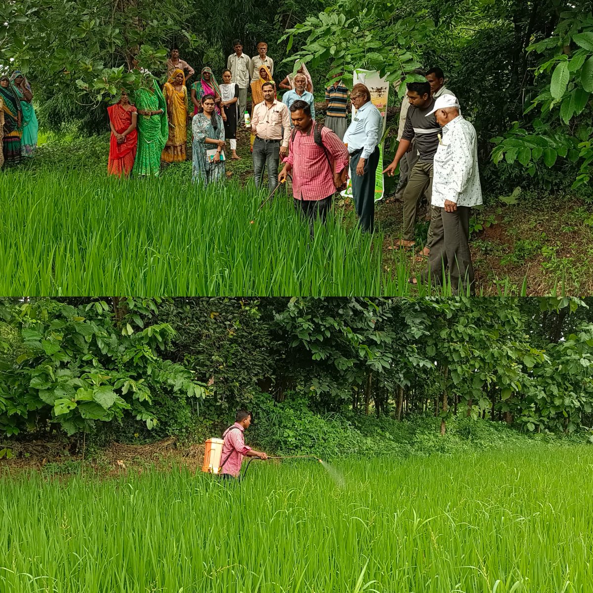 We23568206's tweet image. 📢આજે દાહોદ જિલ્લાના ઝાલોદ/દે.બારીઆ તાલુકાના અનુક્રમે બિલવાણી અને રામા ગામે નેનો યુરિયા/DAP નિદર્શન ડેમો (ઉભા પાકમાં) 
✅વિસ્તૃત ચર્ચા:
🫳સરકારશ્રી દ્વારા GEN માટે ૫૦% /ST માટે ૭૫% સહાય
📌નેનો યુરિયા કેવી રીતે વાપરી શકાય
📌કેટલી માત્રામાં વાપરવું જોઈએ
📌પાકમાં છંટકાવ ક્યારે કરવો