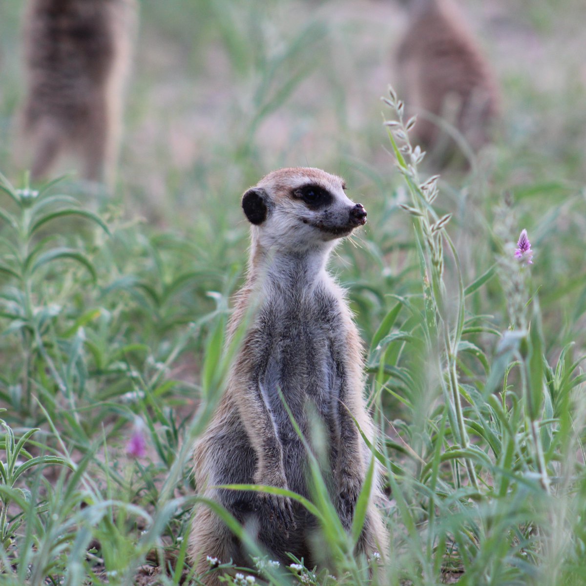 MEERKAT PAPER 🎉 Dominance tenure is the strongest determinant of lifetime reproductive success for meerkats. Our new paper explores the ways in which males &amp; females lose dominance, and identifies the factors that affect tenure maintenance in either sex. tinyurl.com/2e3r7ahf