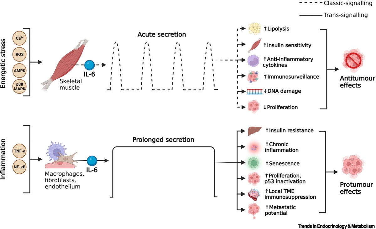 𝐓𝐡𝐞 𝐞𝐱𝐞𝐫𝐜𝐢𝐬𝐞 𝐈𝐋-𝟔 𝐞𝐧𝐢𝐠𝐦𝐚 𝐢𝐧 𝐜𝐚𝐧𝐜𝐞𝐫 How can a molecule released during exercise be linked to cancer? @derekamann1, @J__Leslie, @DrMarkRoss, @HeWaHippo and I came together to address this question Full text @Trends_Endo_Met sciencedirect.com/science/articl…