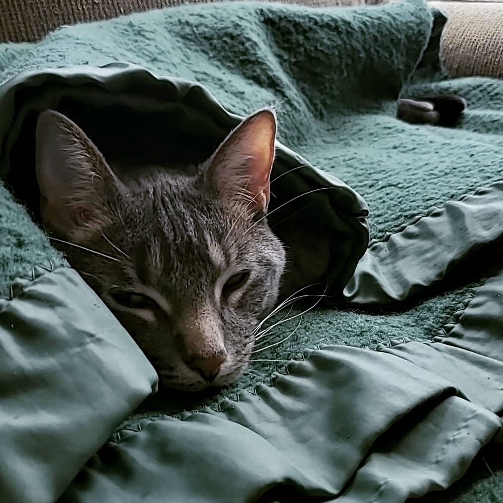 ModernMerlin42's tweet photo. @Farore_RPG Good morning from Linus! https://t.co/F2EAuKJ1t2