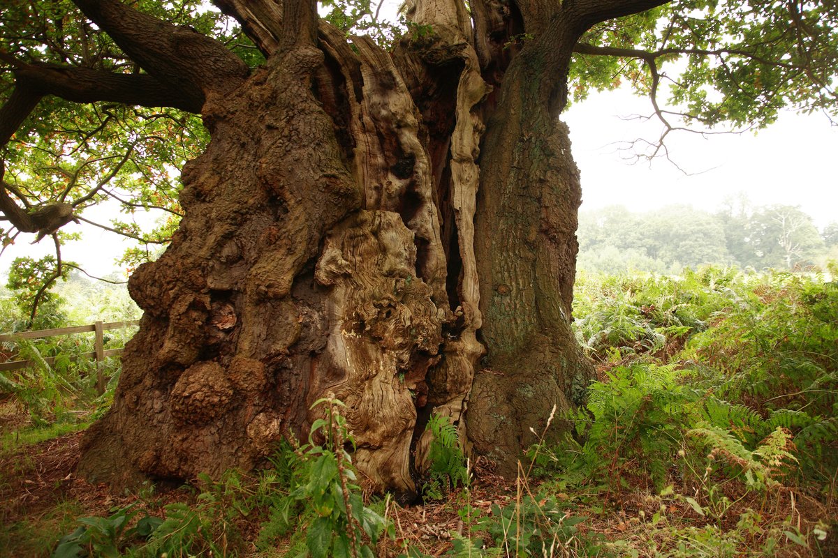 NaturalEngland's tweet photo. From rocky outcrops to flower-rich meadows, Sites of Special Scientific Interest (#SSSIs) cover a vast range of England’s wildlife and geology. 🍃

We’re working with partners and land managers to put SSSIs at the heart of #NatureRecovery. 

Read our blog: https://t.co/96t0pyOiUg https://t.co/YvcHaMCs3N