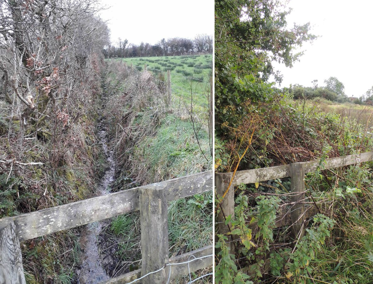 What a difference 3 years have made.  This little bit of hedge is virtually unrecognisable.  No longer cut, it has billowed out over the ditch.  #letitgrow🌱
.
#hedgerow #nature #rewilding #rewilders #rewildingbritain #letitgrow #rewildingdevon #naturalprocess #devon