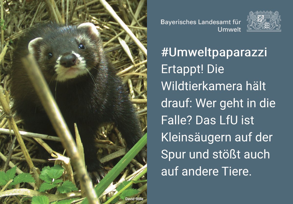 lfu_bayern's tweet photo. "Na, einen #Kleinsäuger gesehen?". Einen fragenden Blick wirft der Iltis hier in die Wildkamera des #Umweltpaparazzi. Maus, #Bilch und Co. sind für dieses Raubtier aus der Familie der #Marder ein gefundenes Fressen.
Weitere Infos über den Iltis 
👇
https://t.co/YO3H4waxyC https://t.co/GVr11F6RPR