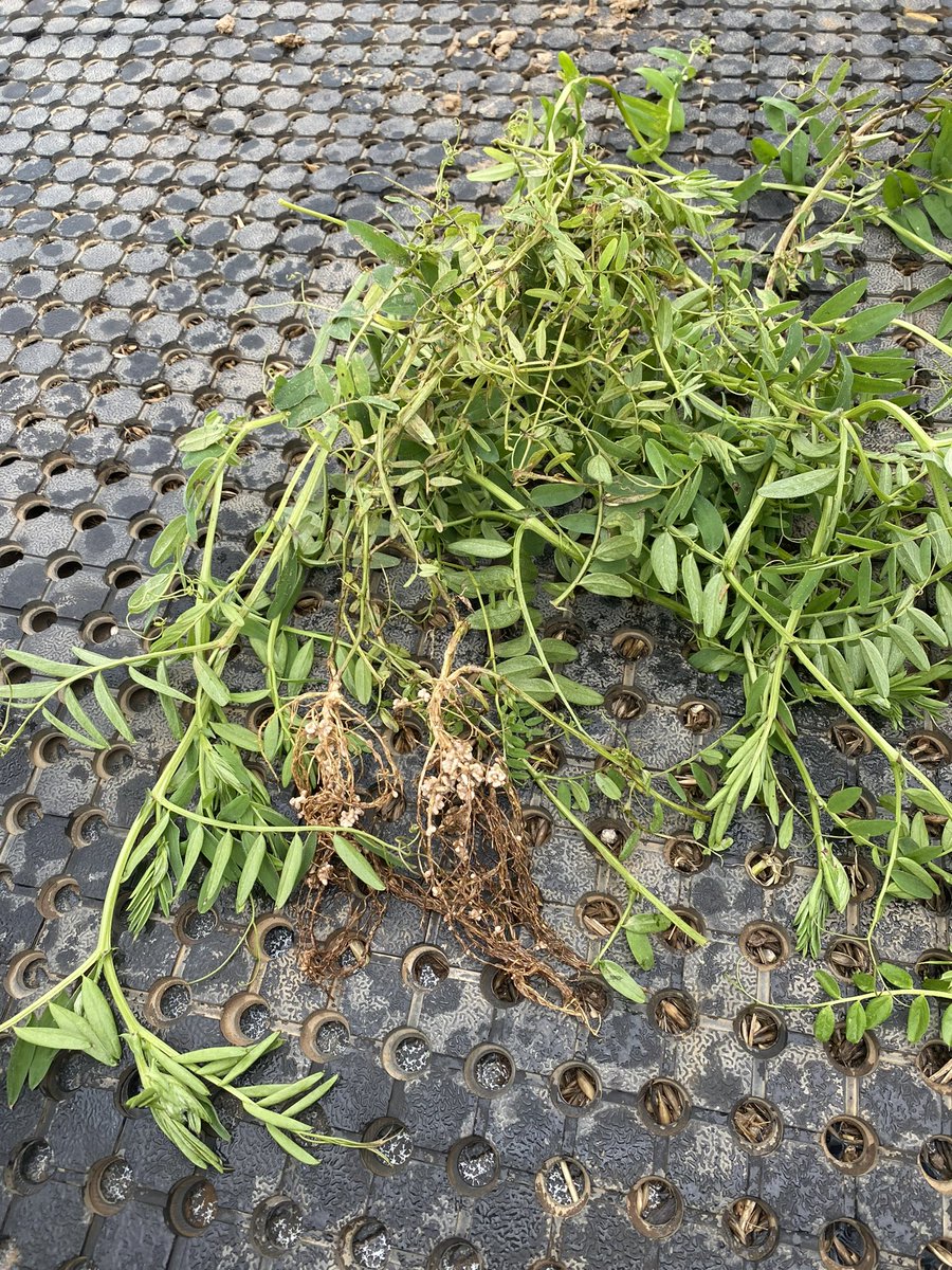 wheatman21's tweet photo. @AlbertGorman1 @agrobaz Double inoculated central Vic https://t.co/DUjmP4SX72
