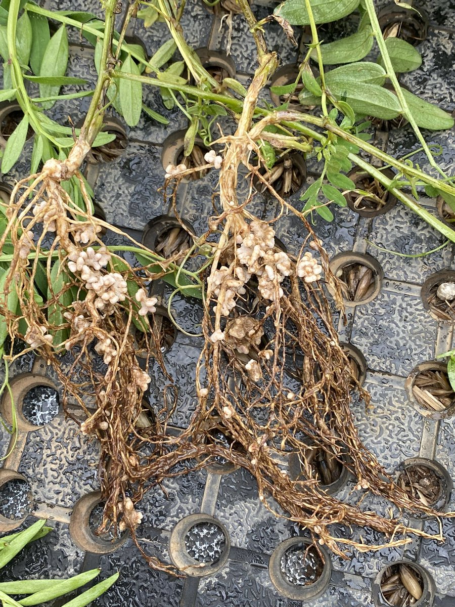 wheatman21's tweet photo. @AlbertGorman1 @agrobaz Double inoculated central Vic https://t.co/DUjmP4SX72