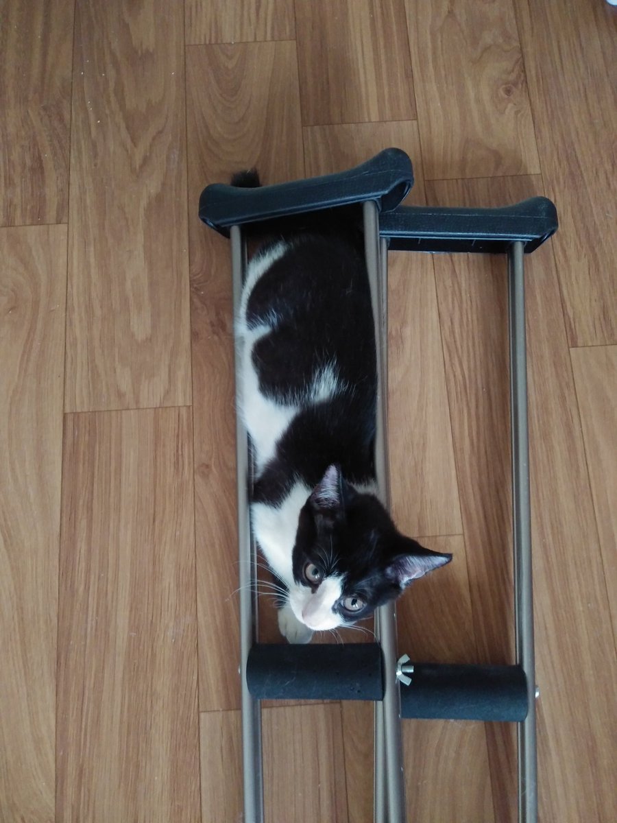 suranecats's tweet photo. 어째 몸과 귀 길이만 자라는 느낌??? 면봉씨 입양 가자. #고양이입양 #고양이임보 https://t.co/EZWuLtMBGT