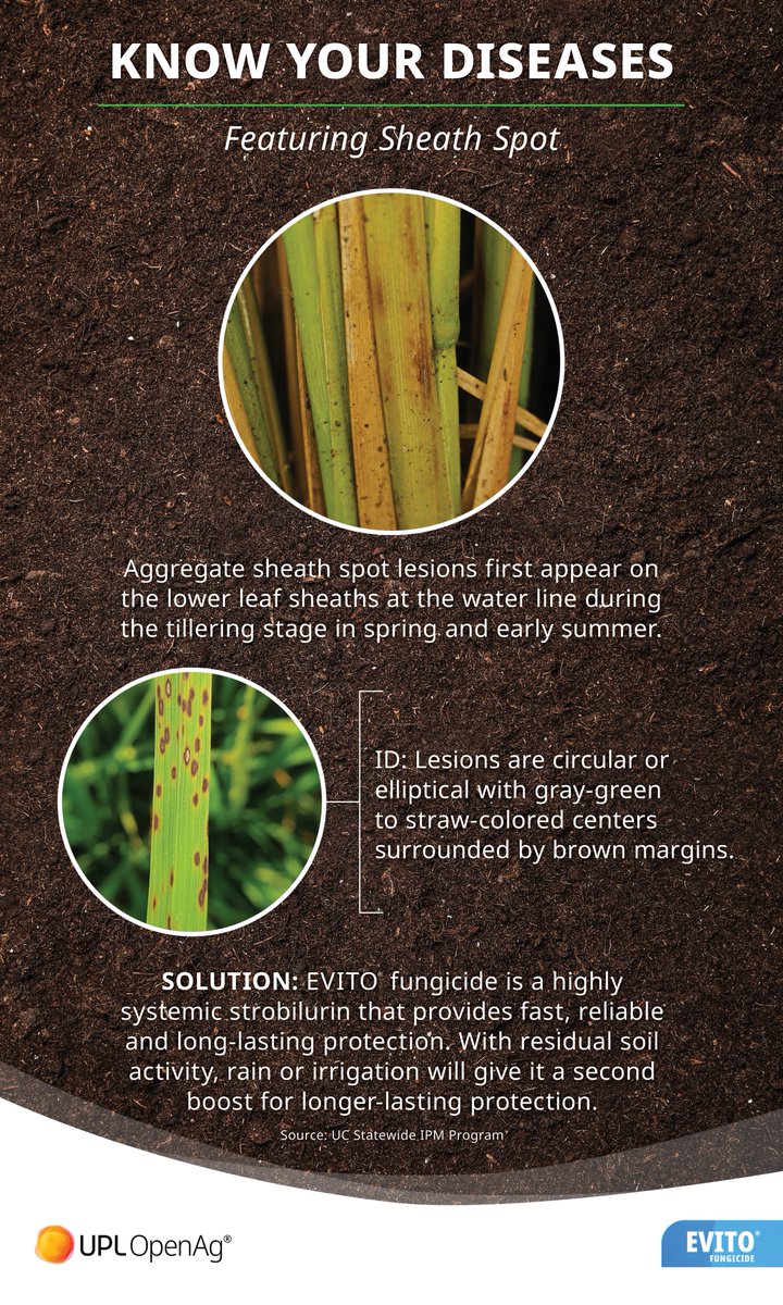 Say goodbye to sheath spot with EVITO® fungicide! This systemic strobilurin offers fast, reliable and long-lasting protection for your crops. Ready to take action against sheath spot? Click here: bit.ly/44ndcnC