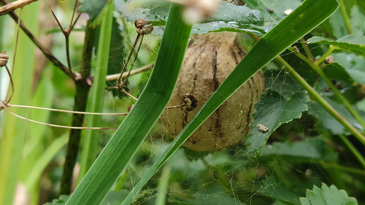 dwaalspoor's tweet photo. Zo te zien heb ik volgend jaar ook wespspin in de tuin. https://t.co/1LkwgMcRdb