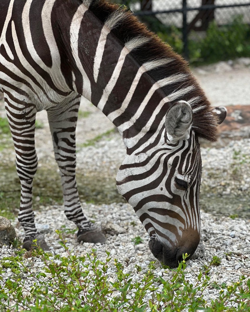 NaplesZoo's tweet photo. The beautiful Eva, the Grant's zebra, turns 19 today! 🦓🥳 Although Grant's zebras are the smallest of the six subspecies of plains zebras, they still can weigh between 485 and 700 pounds! 

📸: Keeper Olivia https://t.co/fGr7shjNZM