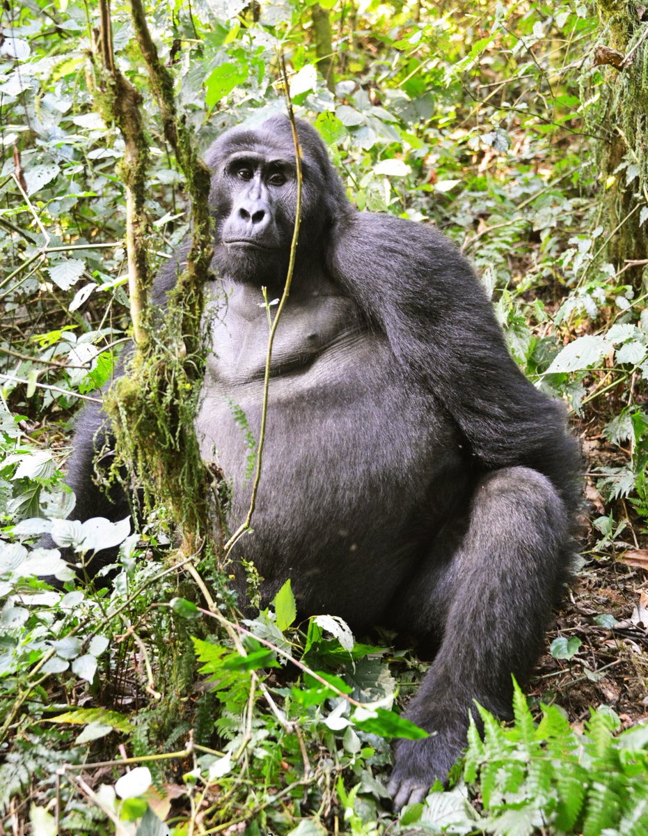 Mountain Gorilla experience is one of the most thrilling experiences one can have in a lifetime it is the most sought-after thing to do by many travelers seeing mountain gorillas is like a dream come true! 
#gorillatrekking #gorillas #gorillasafari #ugandasafari #gorillapermit