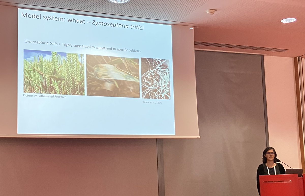 Very elegant presentation about effector gene regulation in the wheat pathogen Zymoseptoria by <a href="/AndreaSVallet/">Andrea SanchezVallet</a> #ICPP2023