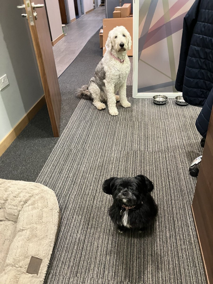 traz_mac's tweet photo. Dog sitting for @nickyj4 this week. Coda & Nancy are tolerating each other but both of them want ALL my attention. ๐คฃ#divadogs #demandingdogs https://t.co/B99NgRFGUe