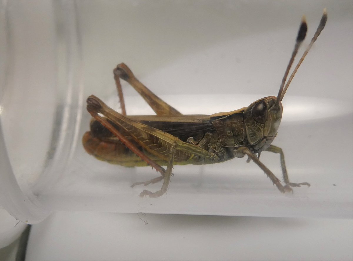 New species found for Herefordshire! Rufous grasshopper, Gomphocerippus rufus was found on the Doward by our keen recorders. <a href="/HeritageFundUK/">The National Lottery Heritage Fund</a> @clan_cic