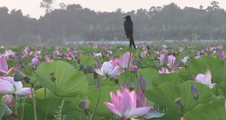 পদ্মফুলের সৌন্দর্যে বিমোহিত পর্যটক। তাড়াইলের কাইনহা বিল যেন পর্যটন নগরী