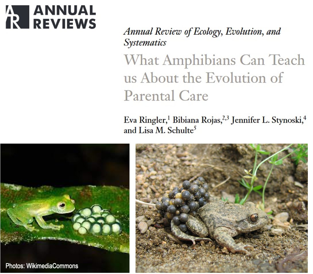 Bibiana Rojas (@biobiiana) on Twitter photo Whether you still think that amphibians don't have much to offer when it comes to elaborate behaviours, or ❤️ them as much as @eva_ringler @jstynoski #LisaSchulte and I do, have a look at our new <a href="/AnnualReviews/">Annual Reviews</a> on what they can teach us about #parentalcare rb.gy/dbhvm Whether you still think that amphibians don't have much to offer when it comes to elaborate behaviours, or ❤️ them as much as @eva_ringler @jstynoski #LisaSchulte and I do, have a look at our new <a href="/AnnualReviews/">Annual Reviews</a> on what they can teach us about #parentalcare rb.gy/dbhvm