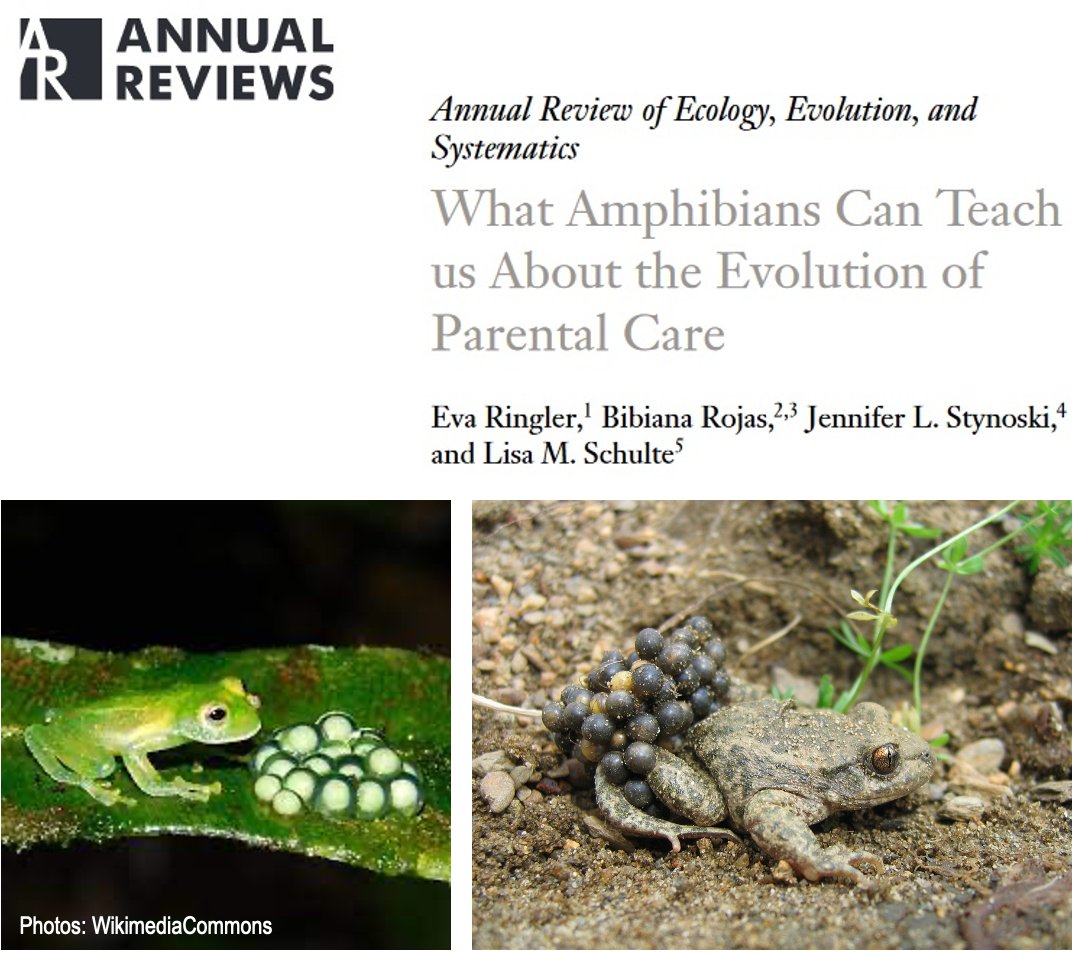 Whether you still think that amphibians don't have much to offer when it comes to elaborate behaviours, or ❤️ them as much as @eva_ringler @jstynoski #LisaSchulte and I do, have a look at our new @AnnualReviews on what they can teach us about #parentalcare rb.gy/dbhvm