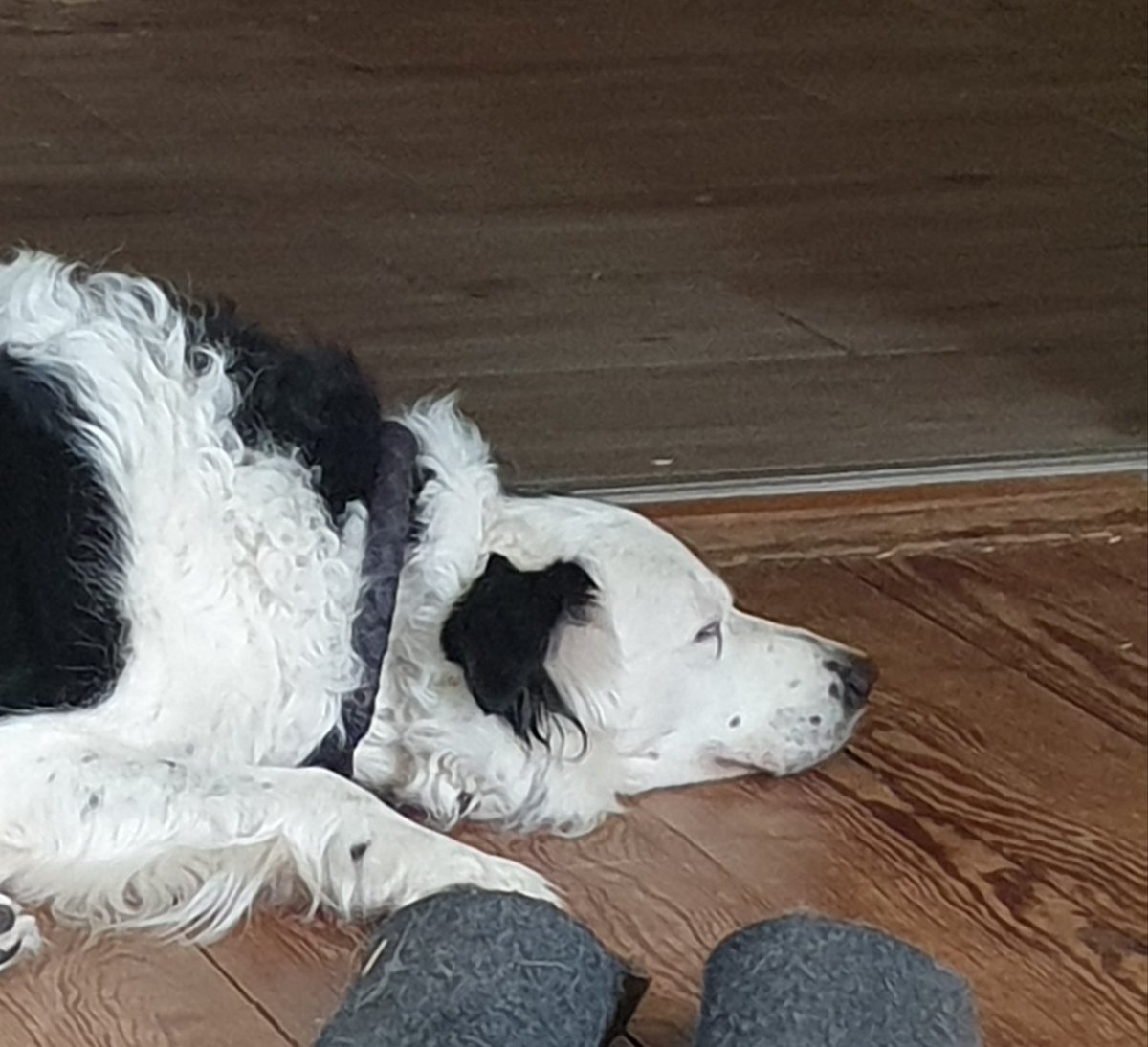 🐕 Merlin

Puuuuhhhhh, ich bin fix und foxy 😴 hier ist es viel zu schwül 🥵