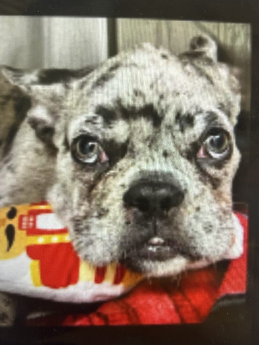 advanced_vet's tweet photo. Louie the pup contracted a contagious and deadly disease. Find out how the team at AVCC quickly diagnosed and saved the sweet Merle French bulldog! https://t.co/njBxzZMfyj #pets #davieflorida #daviefl #southfloridapets #petsofsouthflorida #advetcc #southfloridaemergencyvet https://t.co/C6Pw23rEYQ