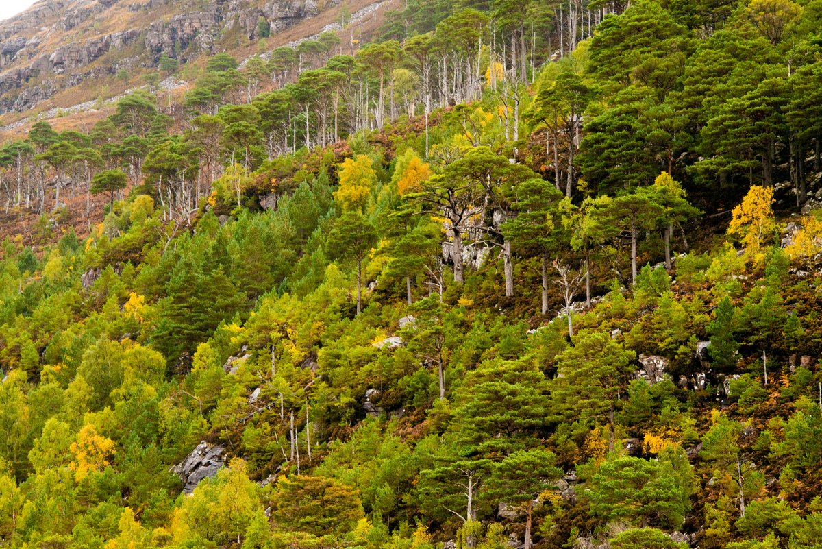 Another great #jobvacancy from @WoodlandTrust! They're looking for a development officer to lead on an incredible landscape-scale project of rainforest expansion, as part of the Glen Torridon Partnership. Closing date September 10 jobs.woodlandtrust.org.uk/vacancies/vaca…
📷 Phil Formby