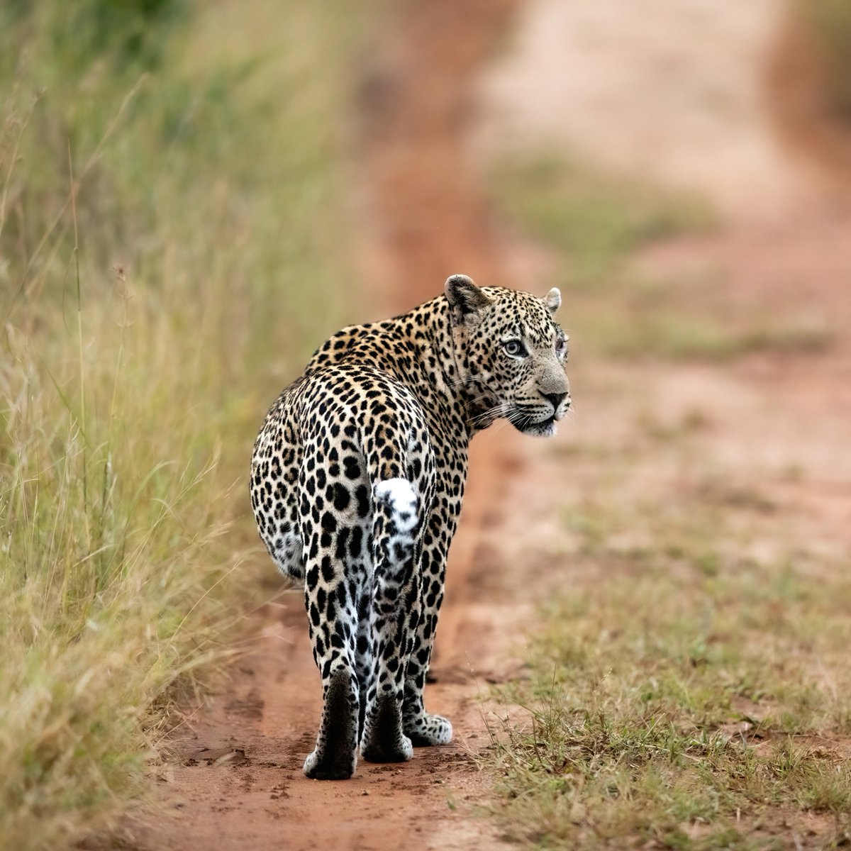 MORE_Collection's tweet photo. Our commitment to #sustainability is grounded in #conservation and we appreciate our role as custodians of the wilderness surrounding our lodges!
#leopard #rhino #wilddog #endangeredspecies #MOREimpact #MOREFamilyCollection https://t.co/Q3yQYYQZcW