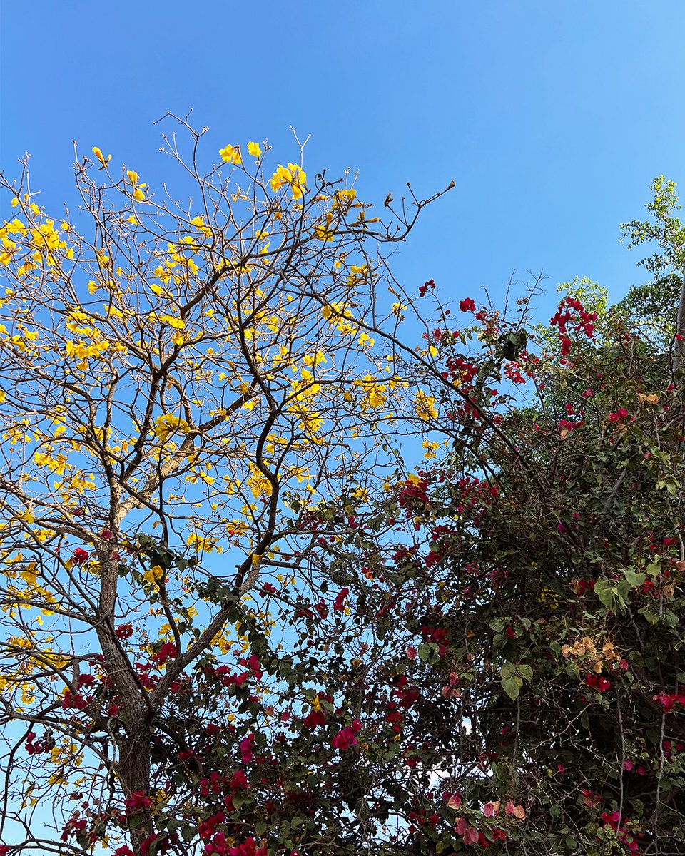IESB_oficial's tweet photo. E esse match perfeito entre ipê amarelo e bougainville? 😍

Cores da seca ❤️

#iesb #seca #ipe #bouganville https://t.co/P7lQqhiUaO