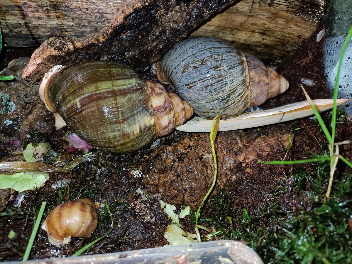 saph_snails's tweet photo. Oh yeah, new breeding pair!
+one of their youngins
Archachatina ventricosa https://t.co/Na6yGFraFa