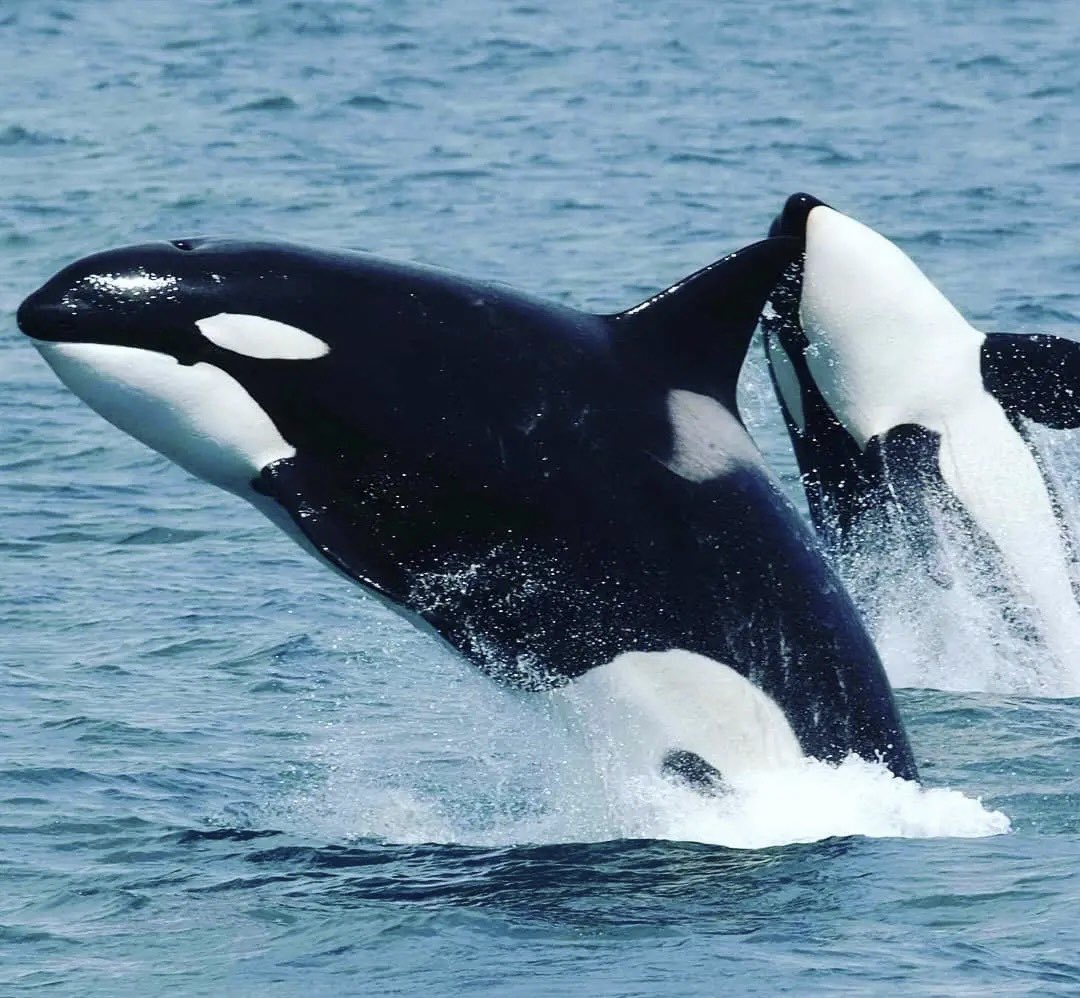 About 71 percent of the Earth's surface is water-covered, and the oceans hold about 96.5 percent of all Earth's water.
#FukushimaNuclearWasteWater