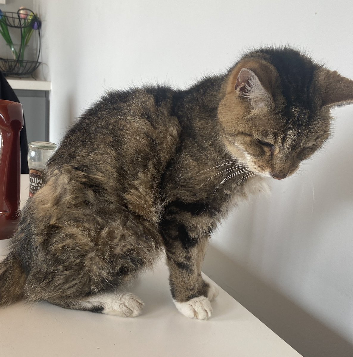 My best friend❤️

She ain’t doing too good rn but she’s a trooper💪🏼