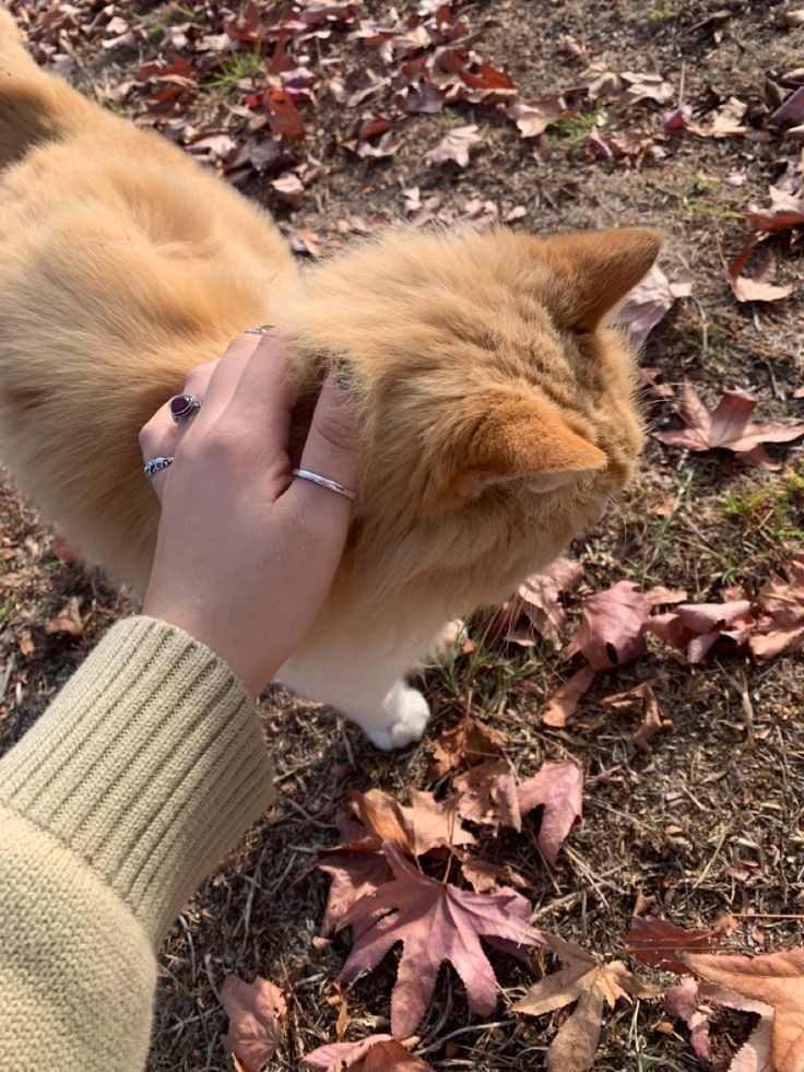 viviwesworld's tweet photo. comfort season is on its way 🍂 https://t.co/JW8XvRx8GS