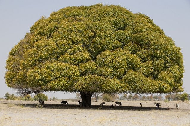 A gigantic tree in Ovambo Village, Namibia 🇳🇦