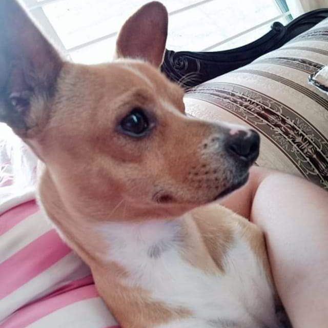 laredcincoradio's tweet photo. #ServicioSocial 🐶 || Ayúdanos a que "Doggi" regrese a casa, se salió de su casa este miércoles en colonia #Puebla Textil. Informes al 2223506243 #LaRedCincoRadio RT https://t.co/PrKA4adnpJ