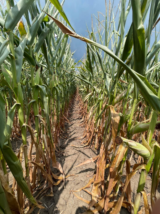 Pioneer Troy tweet media