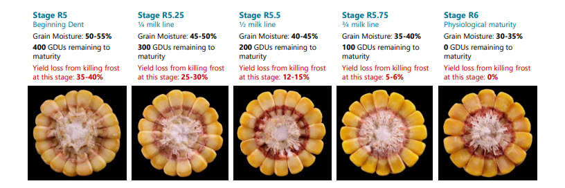 Pioneer Troy tweet media