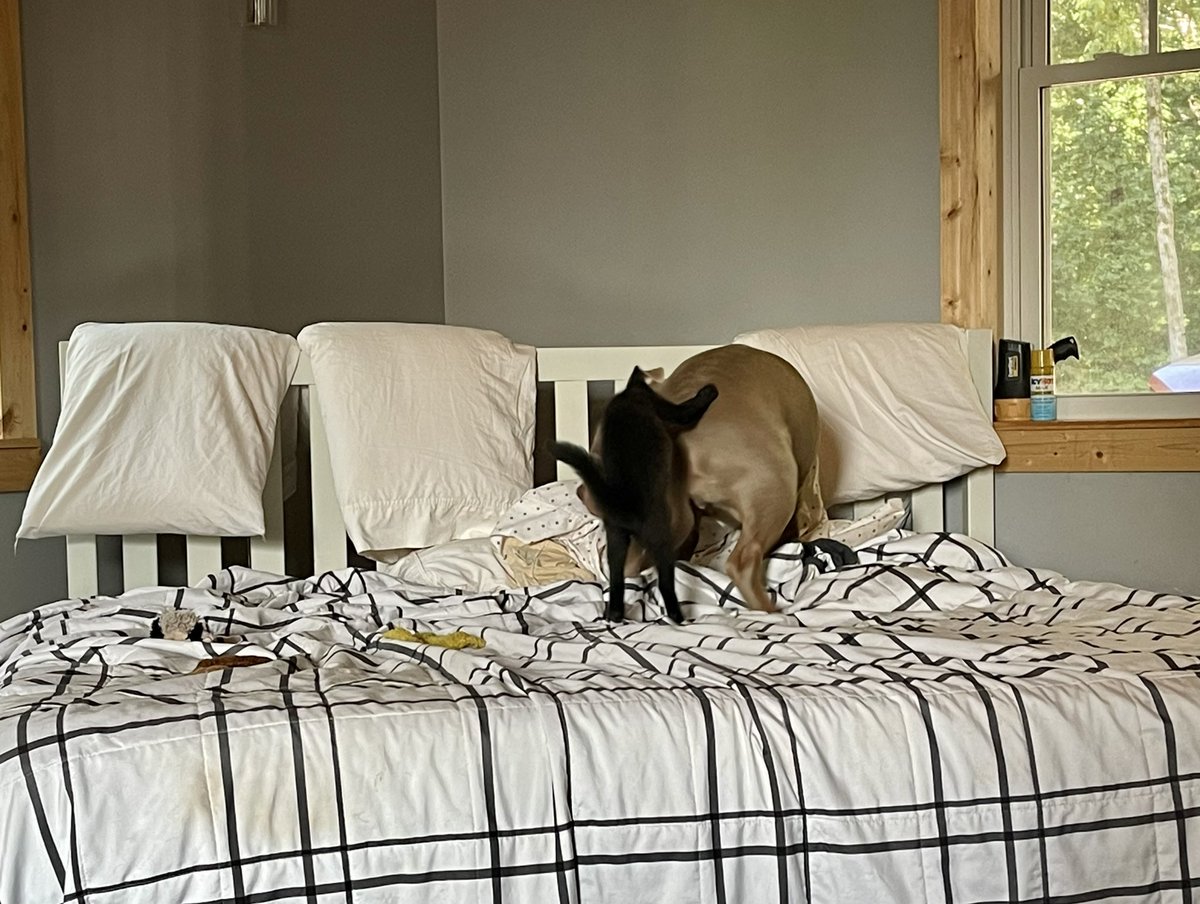 Venzi5Ventura's tweet photo. Attack of the butt… 
#PoorFrank 😂😂😂 https://t.co/EGoUovwHLG
