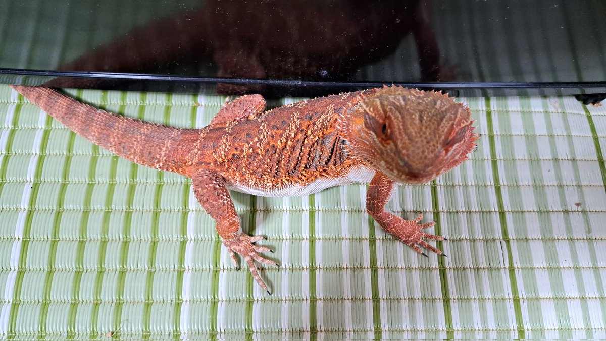 最近赤っぽくなってきてかっこいいねえ～