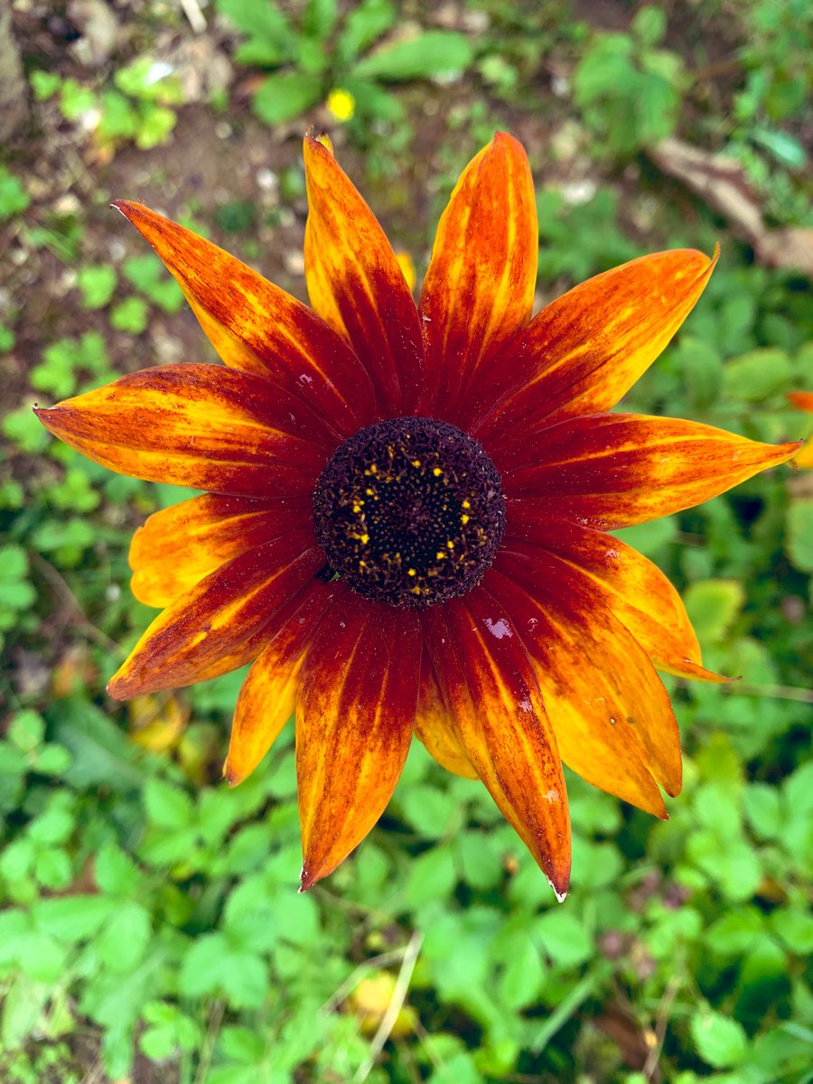 This is gorgeous! I think a Rudbeckia. Such lovely colours #flowerphotography #GardeningTwitter #GardeningX #rudbeckia #blackeyedsusan