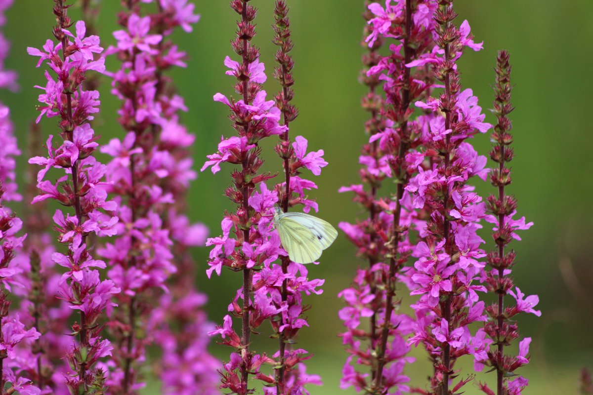 Green veined white on purple loosestrife <a href="/NearbyWild/">NearbyWild #RewildTheEarth 🍃💚🍃</a> #Pembrokeshire