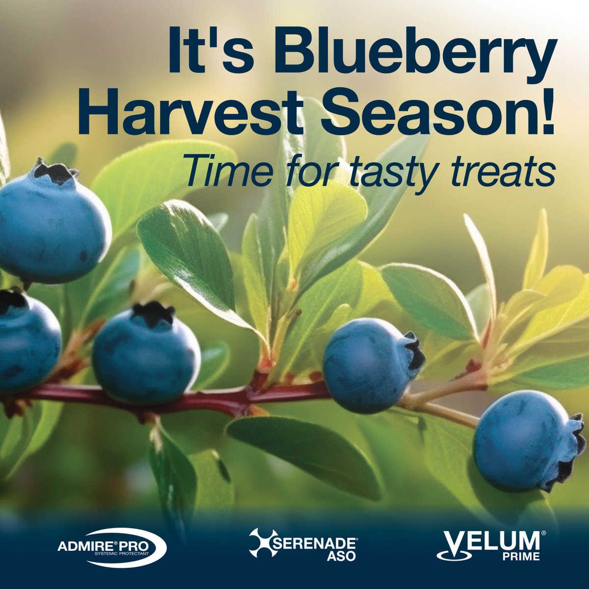 BayerCropProUS's tweet photo. Blueberries, rich in antioxidants and full of vitamins, will help make your recipe a healthy treat! π«
Whatβs your favorite blueberry recipe? π₯§#AdmirePro #SerenadeASO #VelumPrime #Blueberries https://t.co/sihXMUx06V